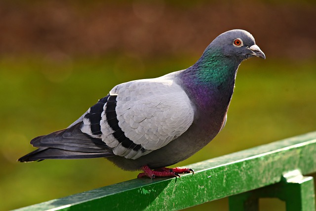 Pigeons : voici 10 solutions naturelles pour les repousser
